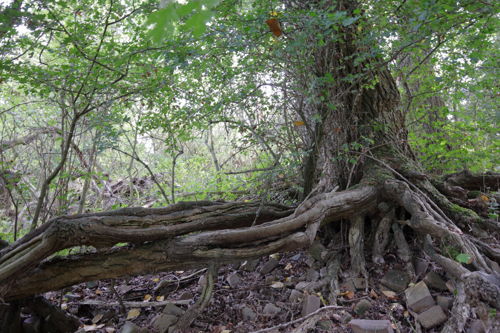 Zwarte wilgen op het strand IV