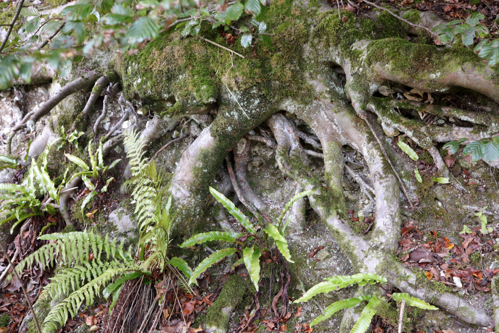 Wortels v.e. beuk IV