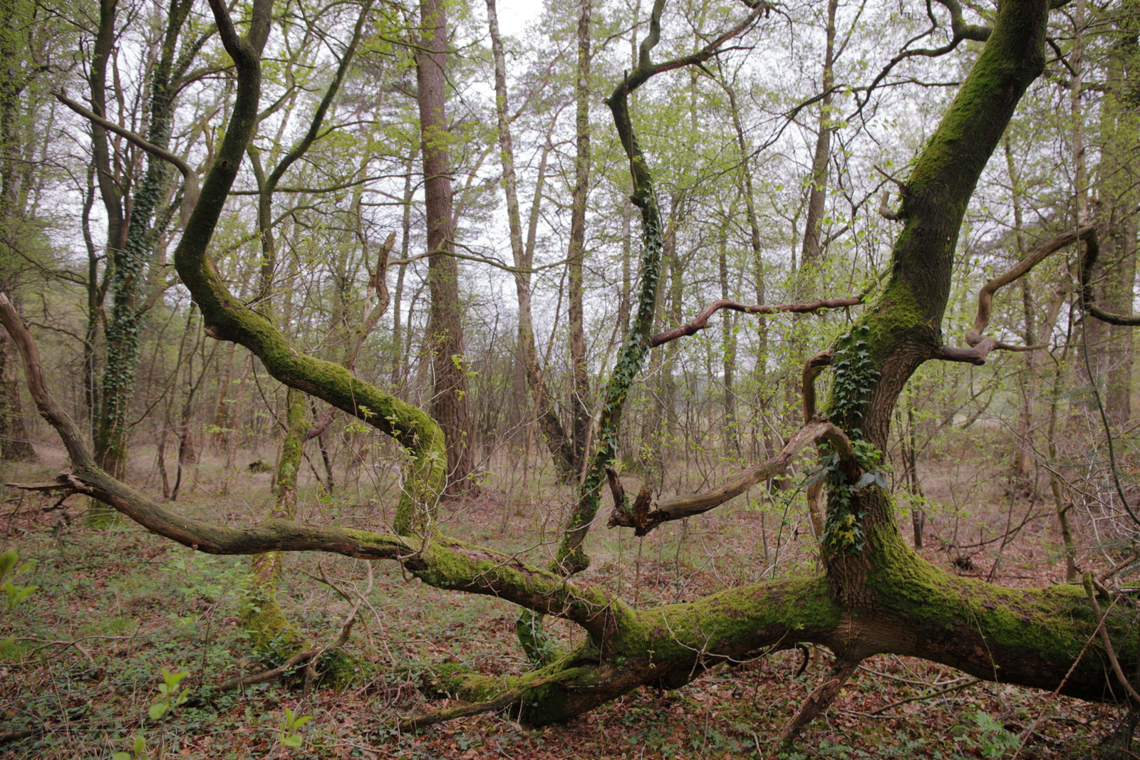 eiken vingers in de ruimte