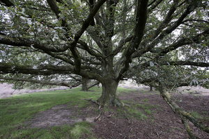 de vorm van takken en stammen van bomen