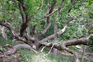 Foto's van bomen waarvan eigenlijk alleen maar de stam van te zien is of een halve kruin. In ieder geval dat gedeelte van de boom waar het meest hout zit. Gekozen is vooral die stammen die een speciale vorm hebben. Tevens zijn er foto's bij die dood hout laten zien