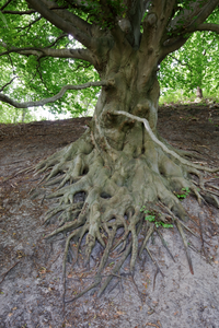 foto's van boomwortels die boven de grond uit steken.