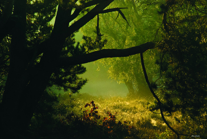 heide in de herfstzon