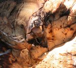 Beelden van De Achterhoek.