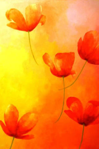 papavers in vogelvlucht