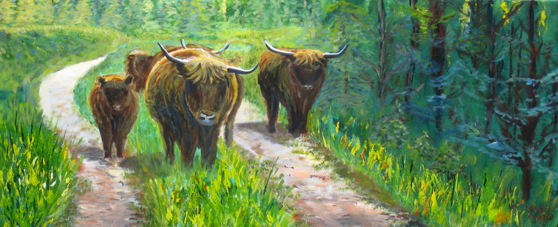 Schotse hooglanders