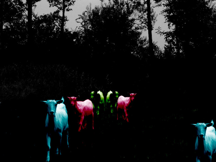 geitjes x lsd