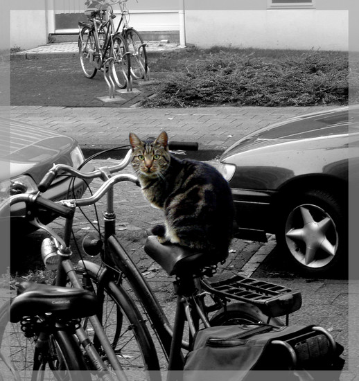 De Fietspoes