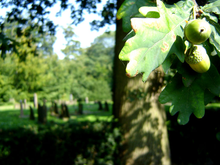kerkhofnatuur