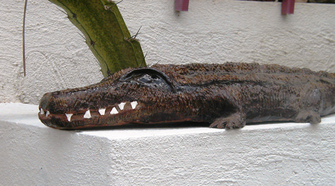 Crocodile