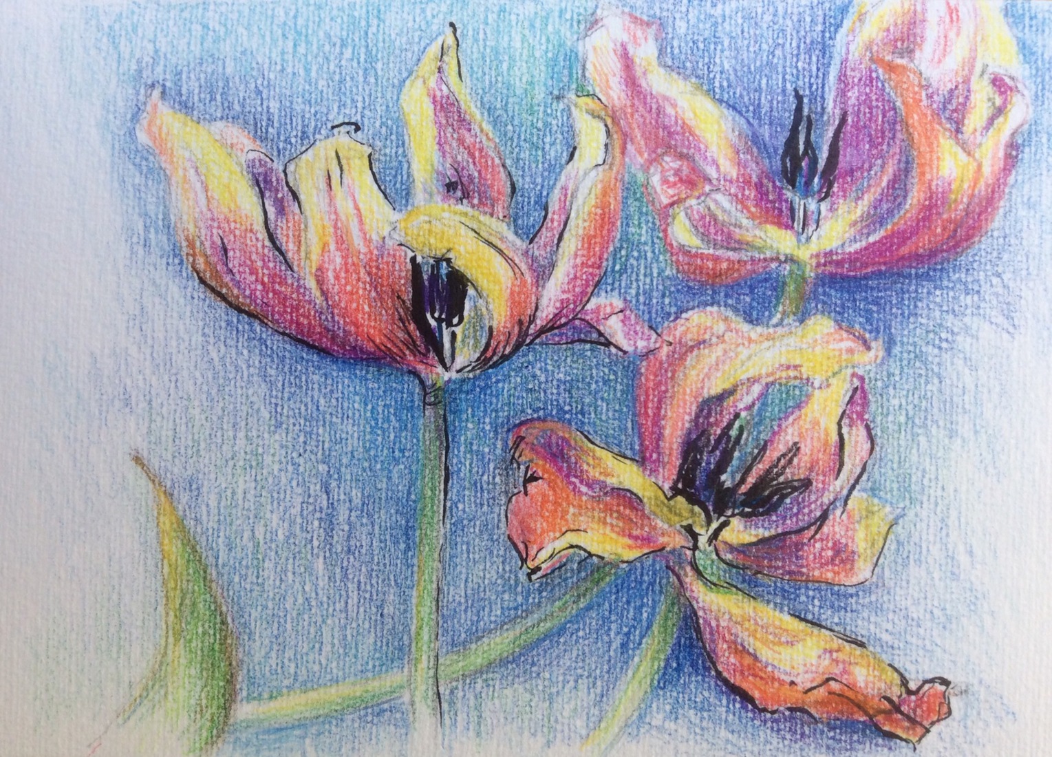 Tulpen, bijna uitgebloeid