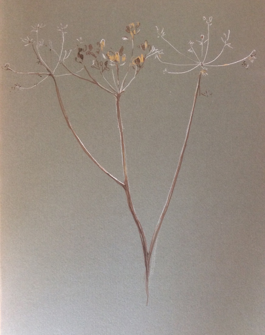 Faded umbellifera