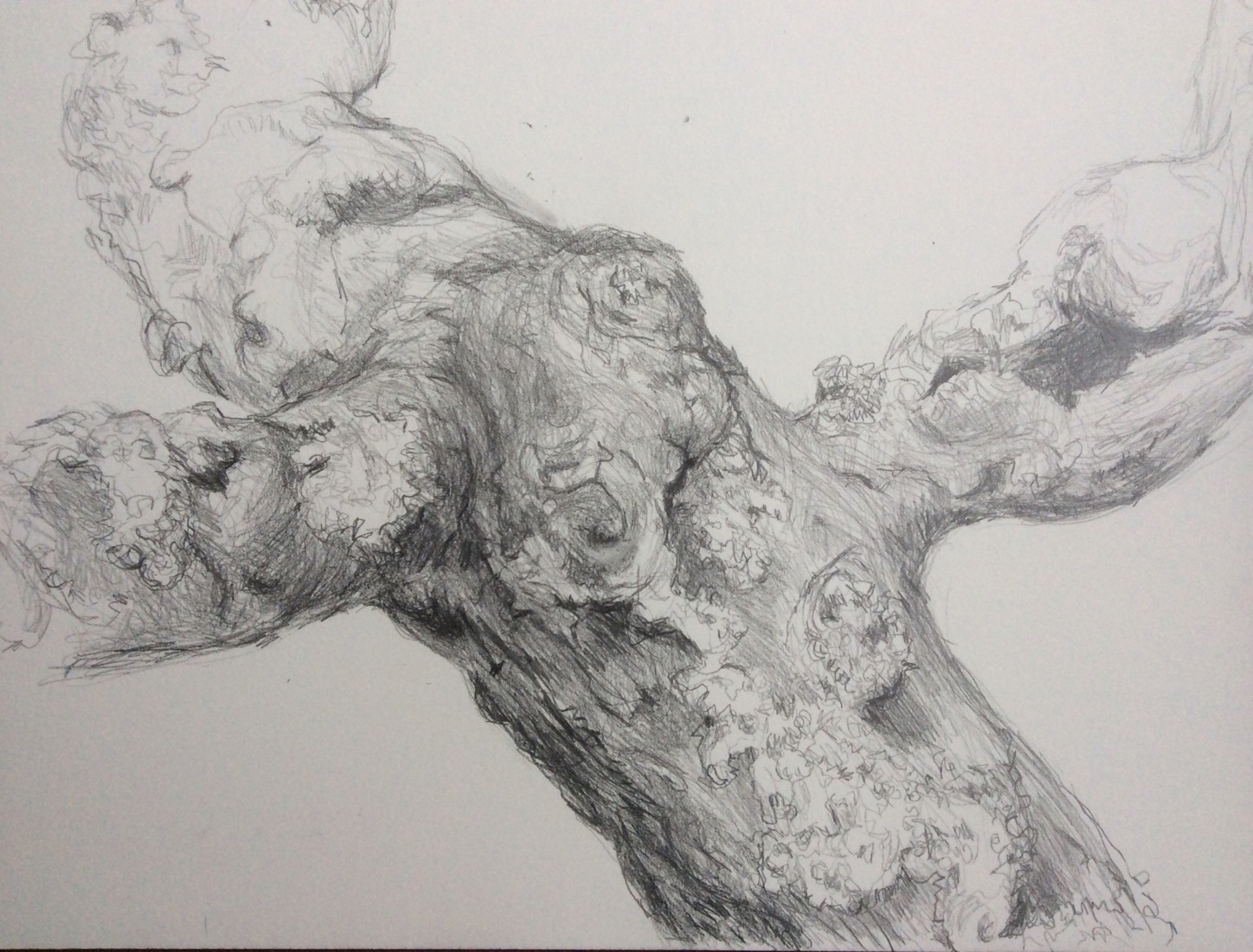 Takken oude appelboom