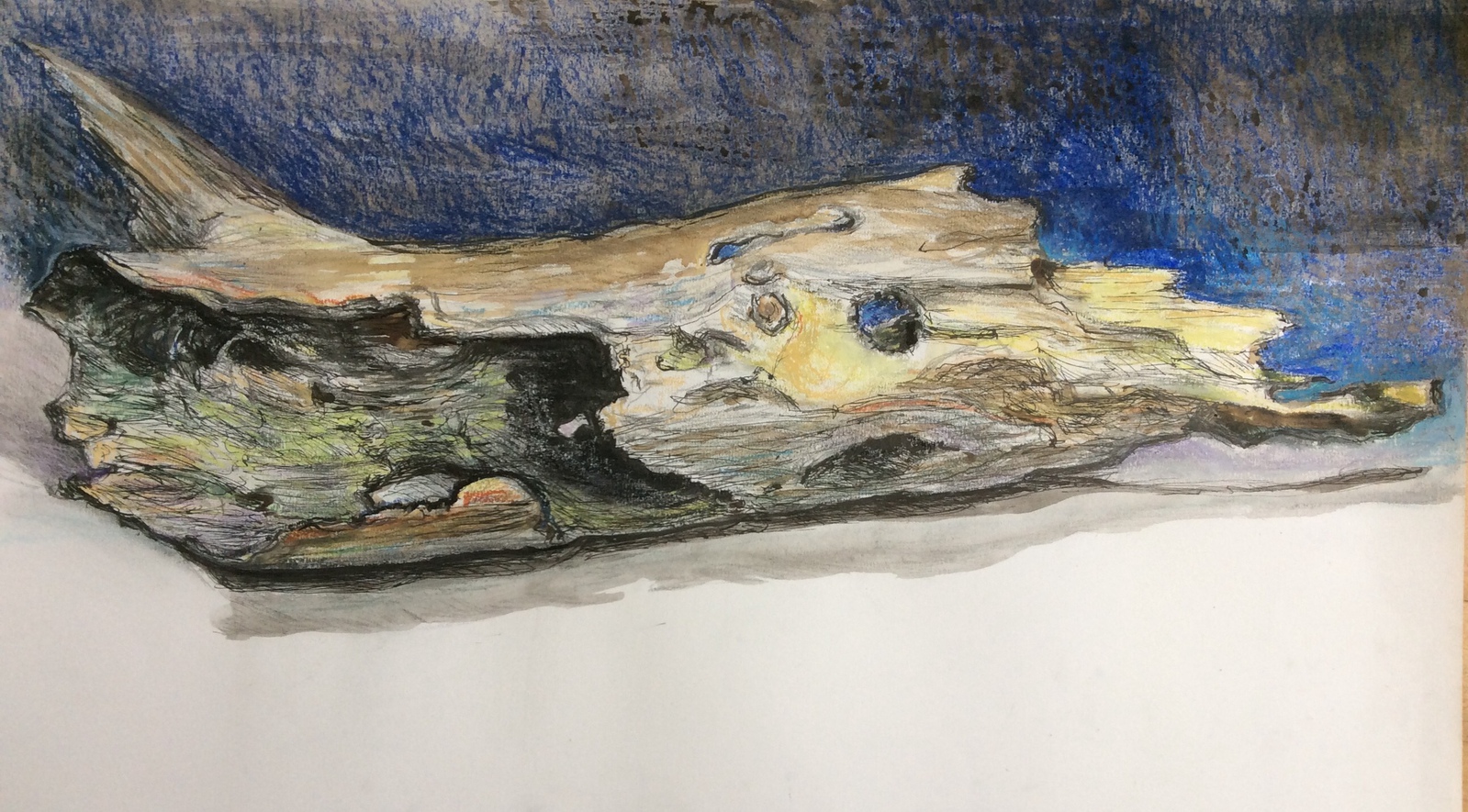 Holle tak met gaten van de Groene Specht