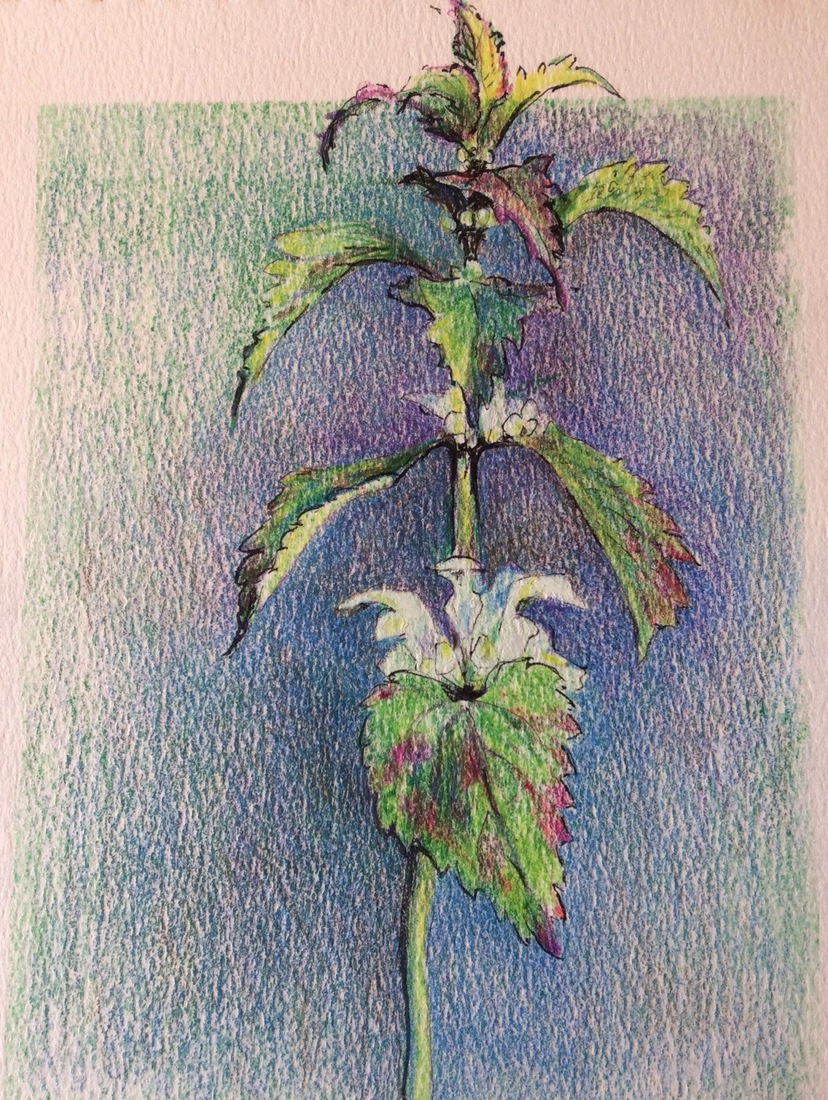 Dead  nettle