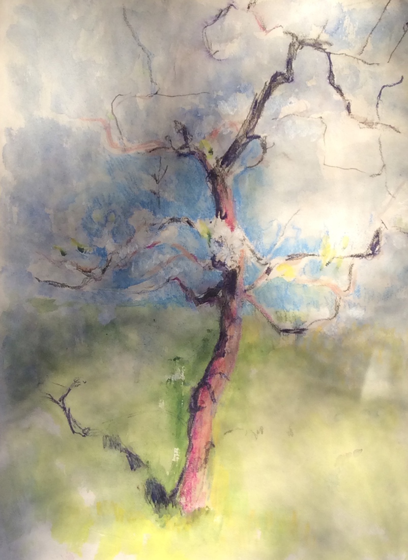 Bloeiende Kersenboom