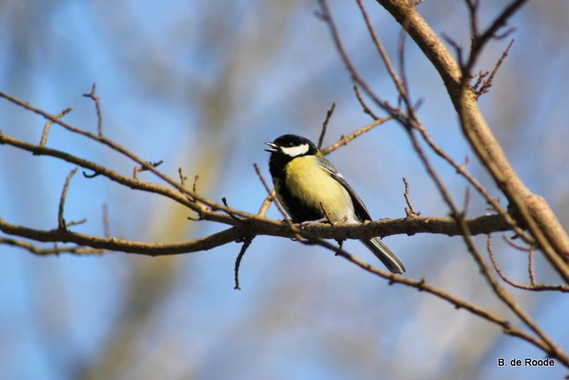 Fauna