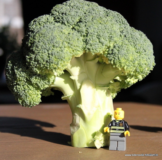 Broccoli