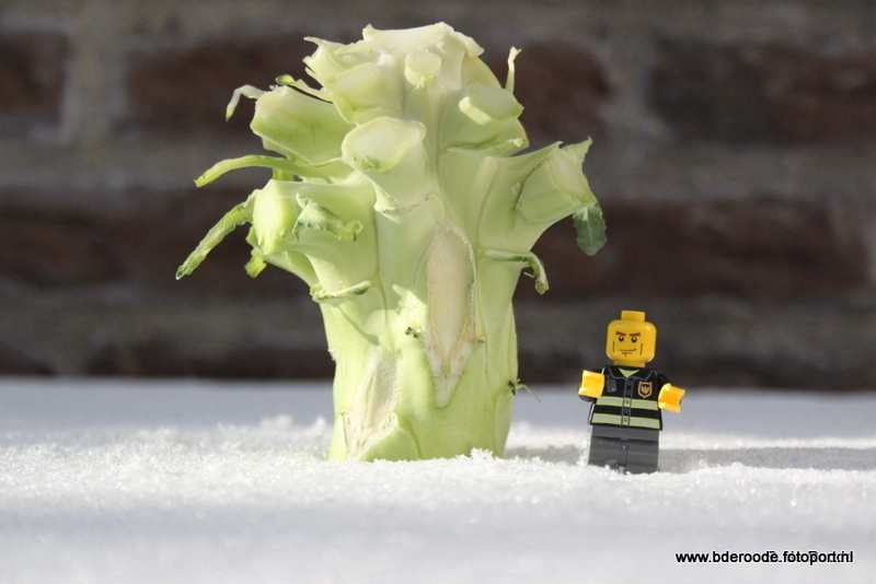 Broccoli