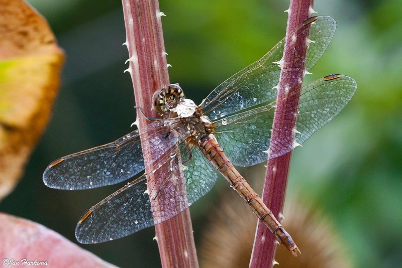 Libelle draagt waterdruppel