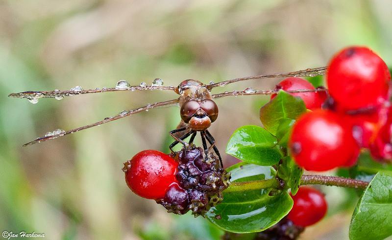 Rode natte libelle 2