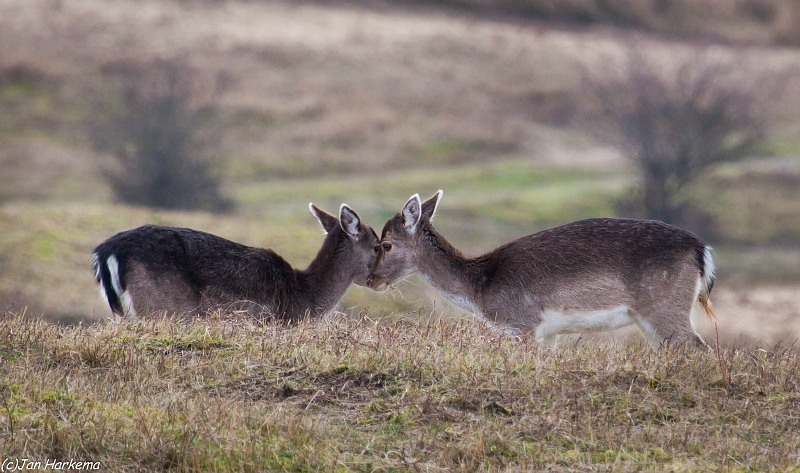 Hertjes op de AWD