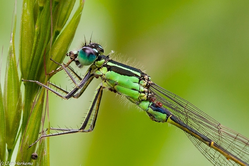 Groene waterjuffer close