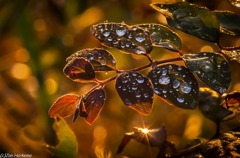 Dew at dusk