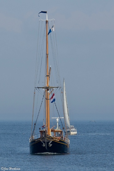 Zeilbootjes met zeemeeuw