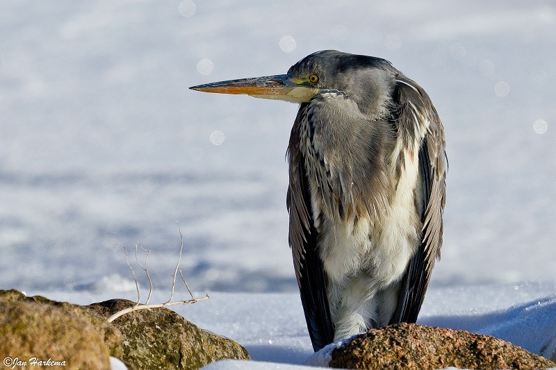 Reiger in de sneeuw
