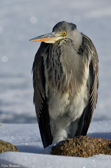 Reiger in de sneeuw