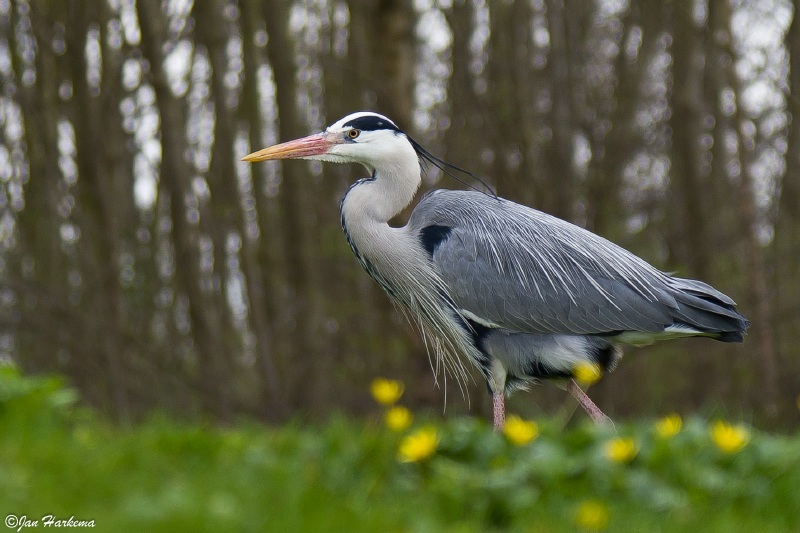 Reiger