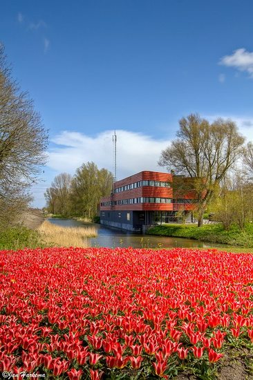 Over de tulpen