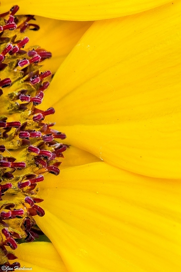 Deel van een zonnebloem