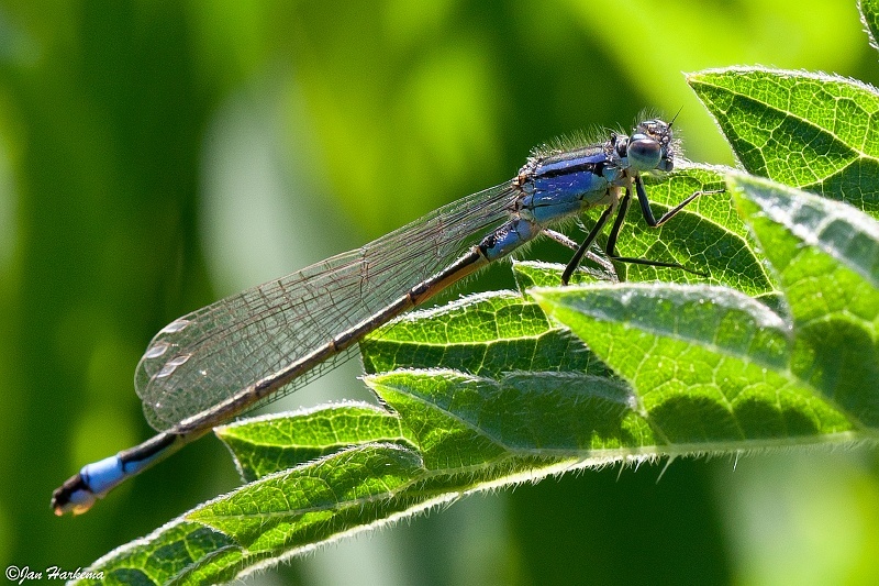 Waterjuffer in tegenlicht