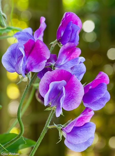 Lathyrus