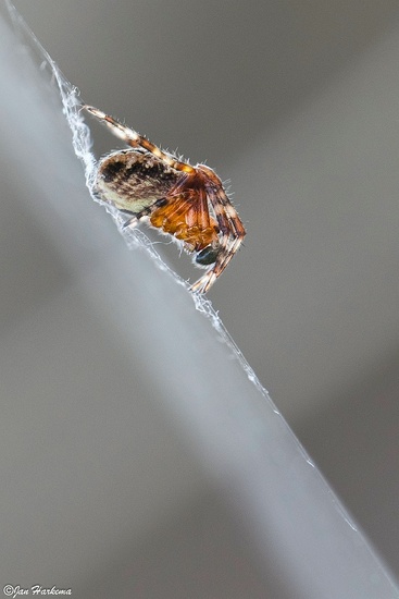 Spin in tegenlicht 2