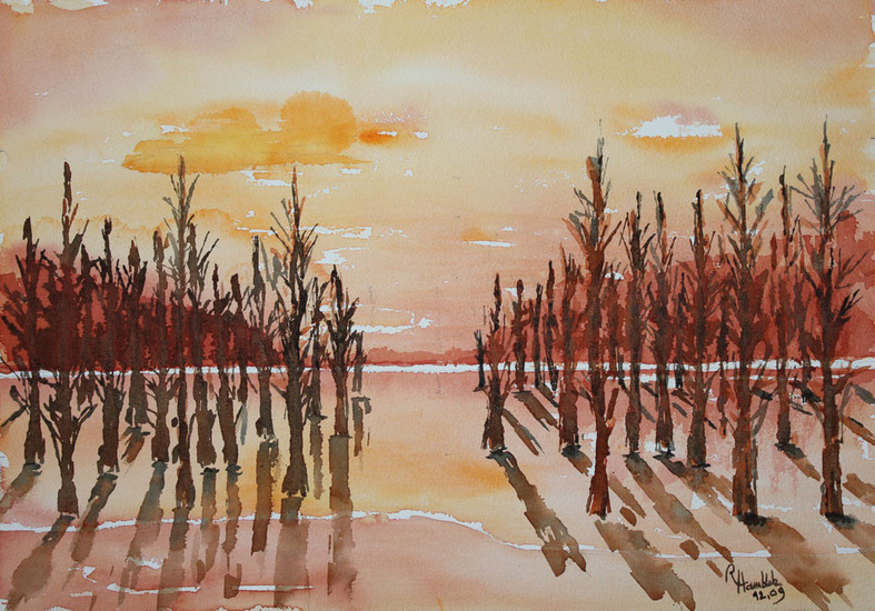 Forrests are a dying breed