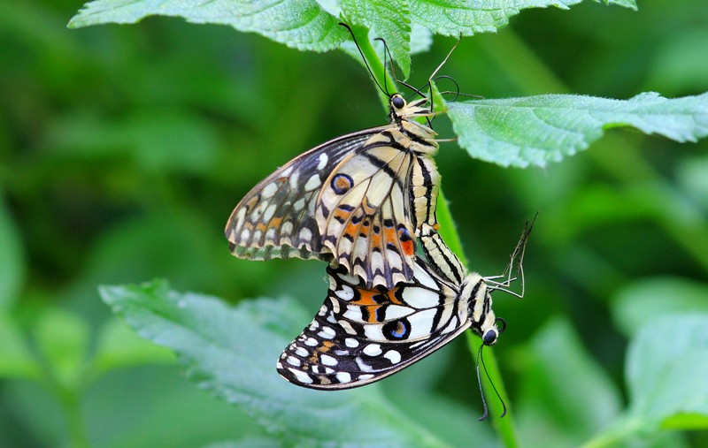 Vlindertuin