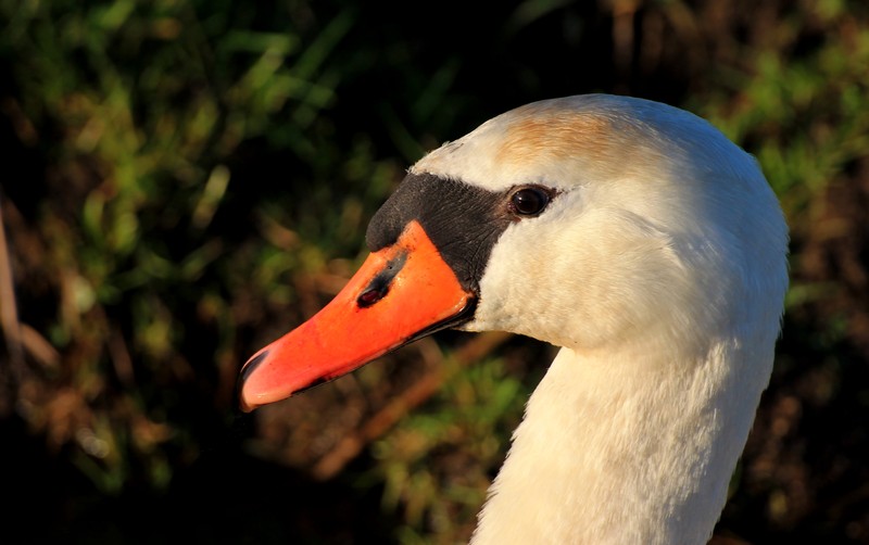 Zwaan