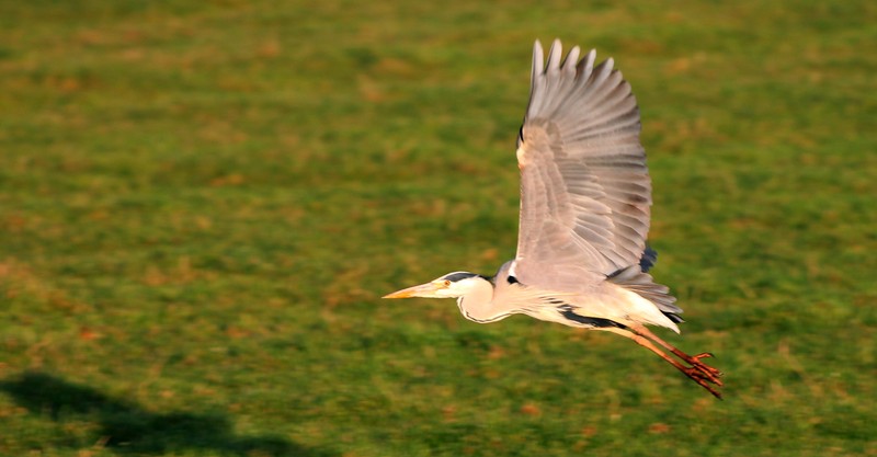 Reiger