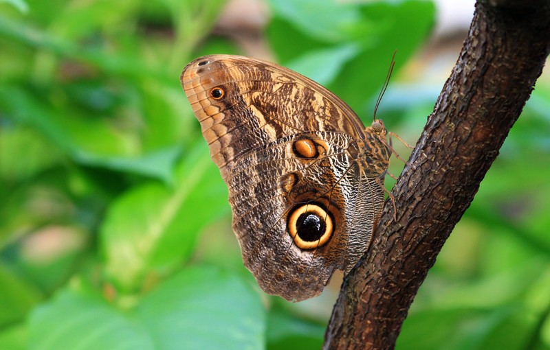 Vlinder