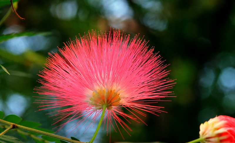 Bloem