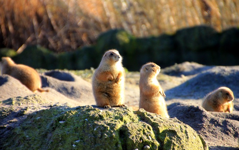 Marmot