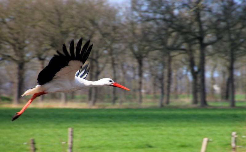 Ooievaar