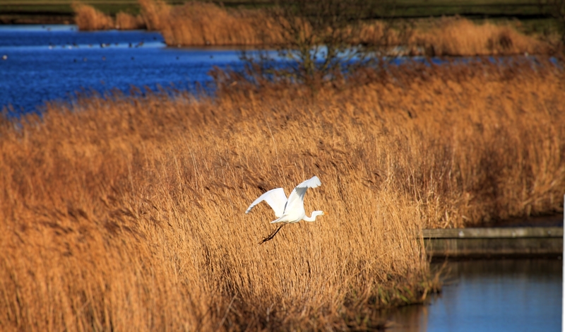Witte Reiger