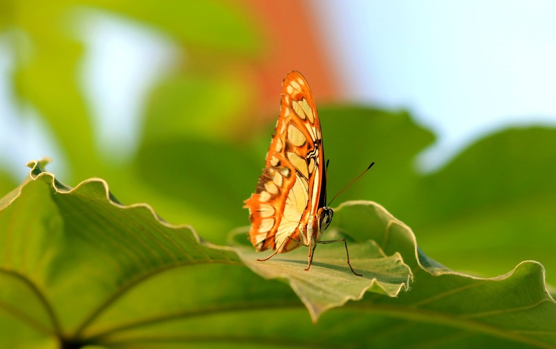 Vlinder