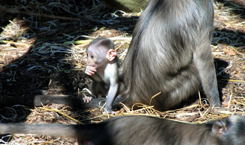 Witkruinmangabeys