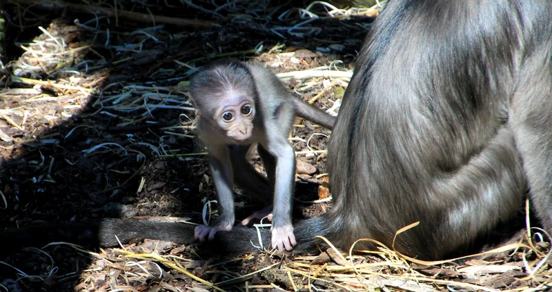 Witkruinmangabeys