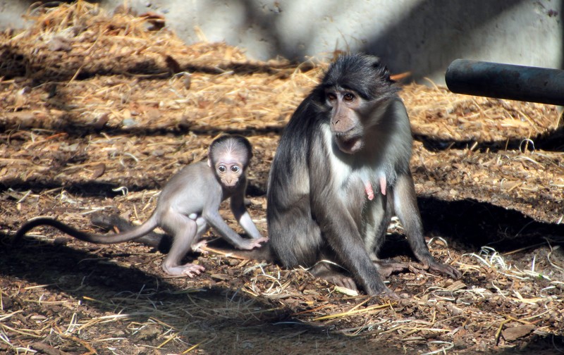 Witkruinmangabeys